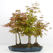 Bonsai floresta Bordo do Japo 5 troncos 5-7 anos